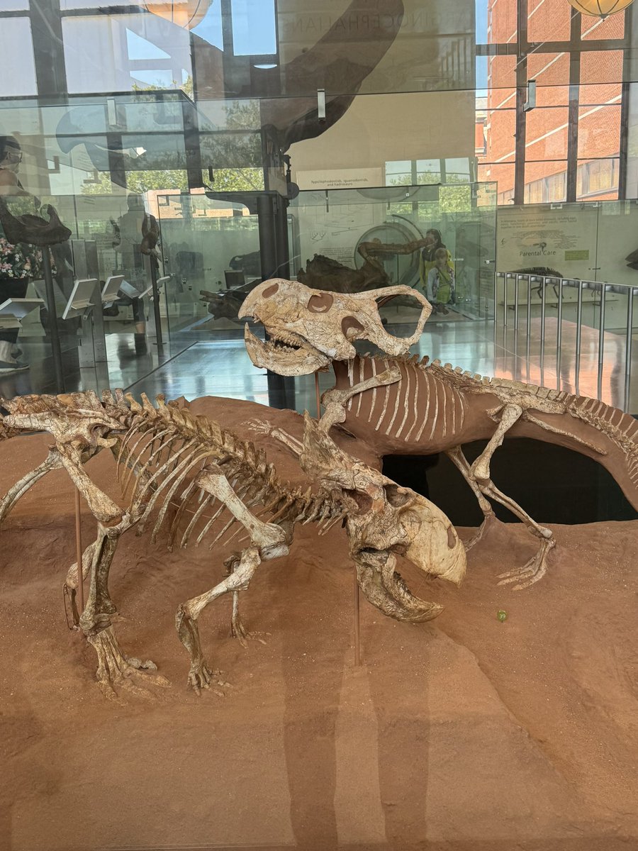 Happy #FossilFriday! Here are some photos from my visit to the American Museum of Natural History this week! It was great to visit here again! :)