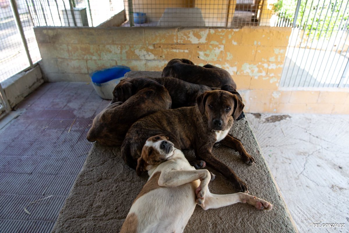 Bel González tweet media