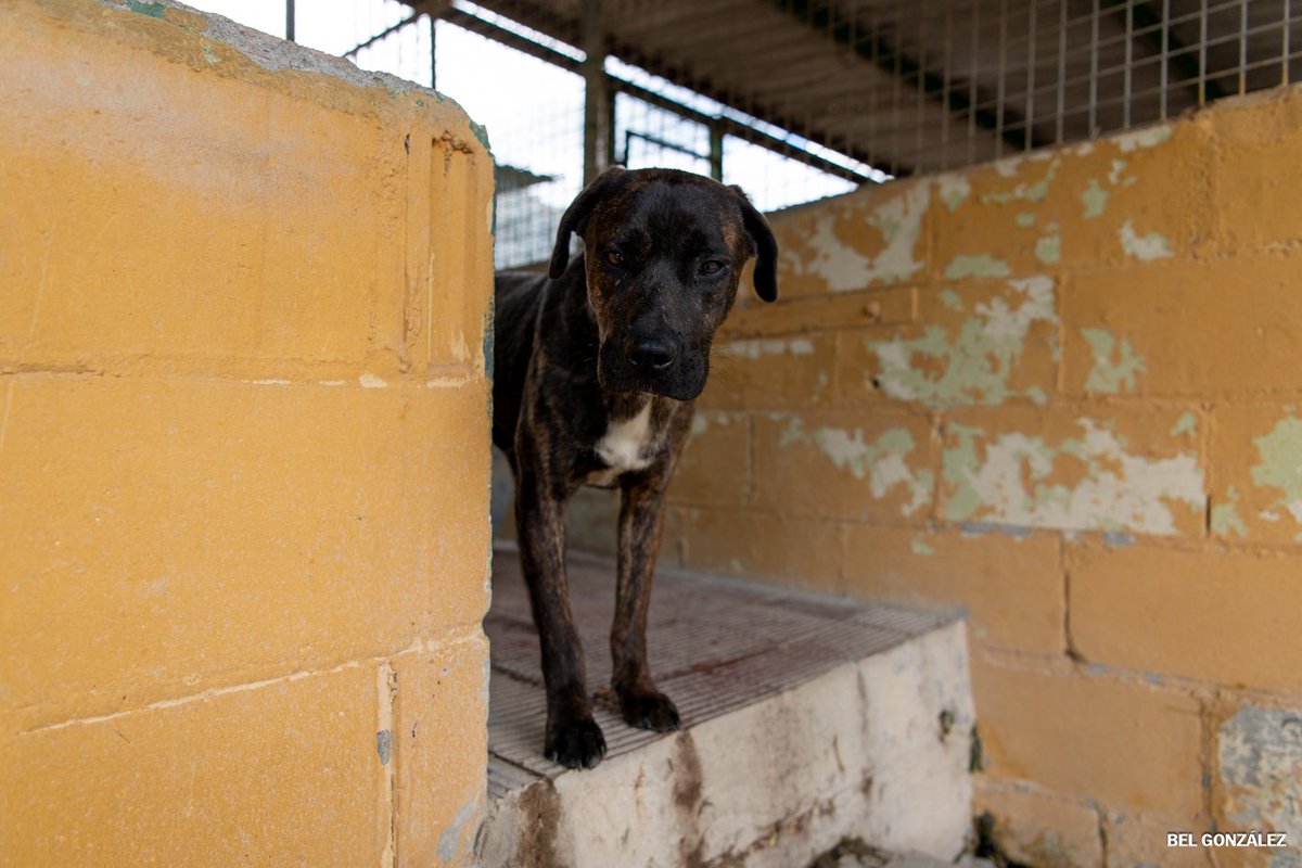 Bel González tweet media