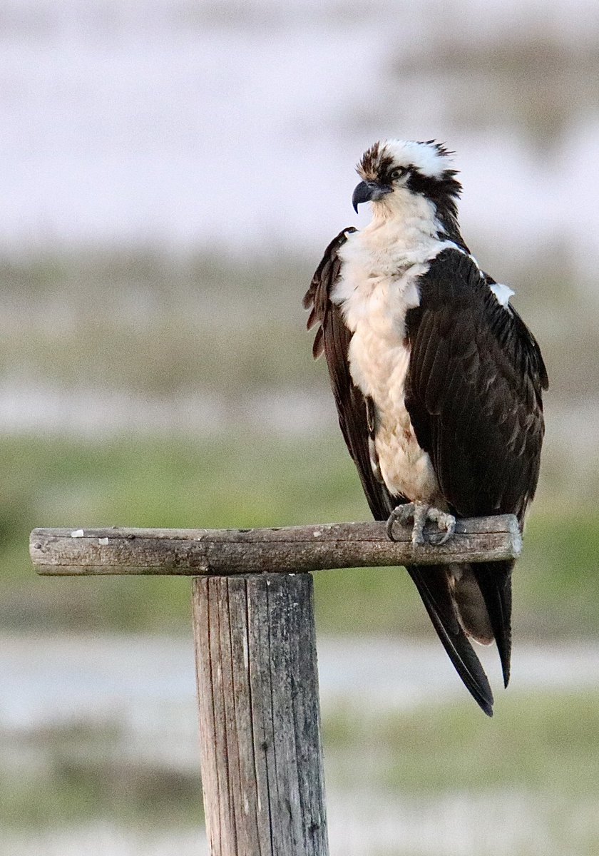 Just came across this old image I took of an Osprey, at Brigantine, New Jersey.