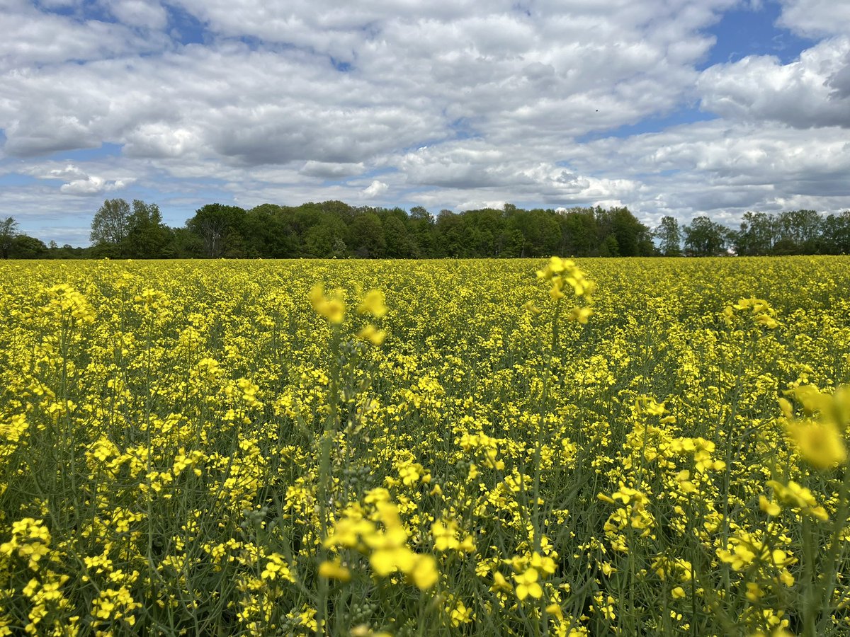 Last fall, I questioned whether this field would be a keeper when spring arrived.  Thank you for a kind winter. #wintercanola #ontag