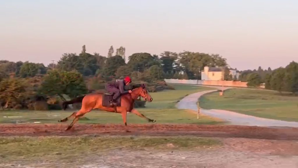 ANBloodstock's tweet photo. 💎Harbour Gem💎 gets off the mark in good fashion @corkracecourse under @chrishayes24 for Dermot Weld. Pre trained at A&amp;N for her breeder @IrishEmeraldStd. Well done to all connections👏🏼 https://t.co/d2JfNV1NaZ