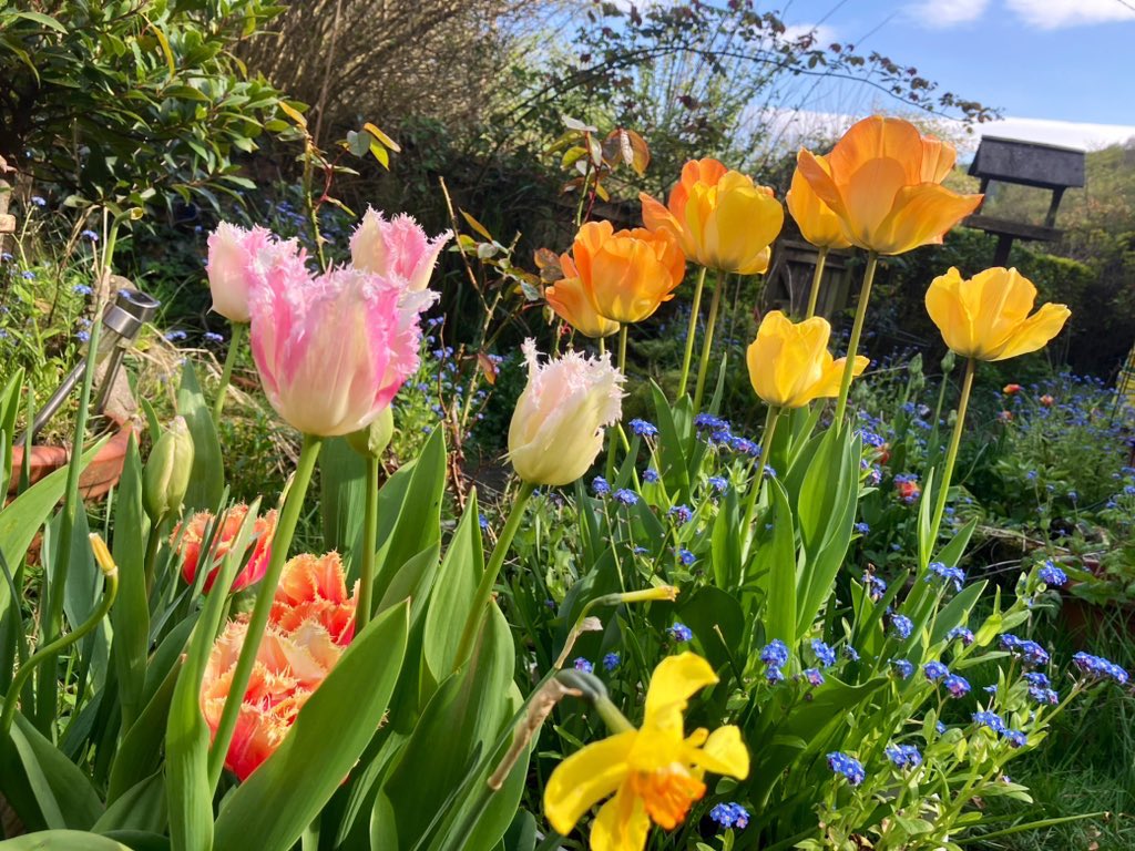 Of course I grow #Tulips - they’re the National Flower of Kurdistan, growing wild in the mountains - and they’re an absolute joy #GardenersWorld