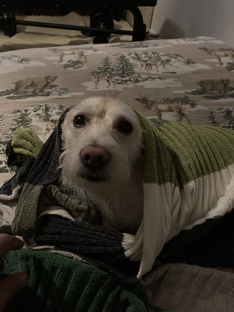 Havoc - Now for sale on Ko-Fi! tweet media