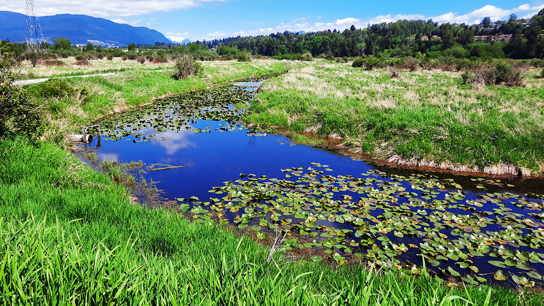 Swath of greenery in 404 hectare Colony Farm Regional Park in @CityofPoCo serves as recreational area for the residents of Tri-City. Its history is related to nearby Riverview Hospital for mentally challenged in the process of rehabilitation. @NatGeo @wanderlustmag @CBCOnTheCoast