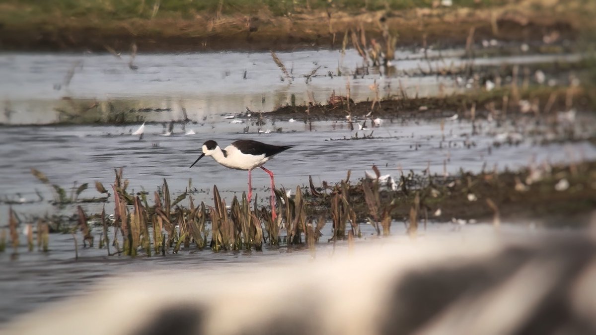 It threatened to happen but a superb find by local birder Nige Lound of this Black-winged Stilt this morning came as a huge surprise- the second ever record and first since 1965! Always distant and very mobile, a very welcome addition to the patch year list, now 192 @PatchBirding