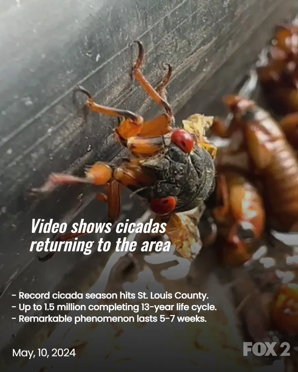 FOX 2 has new video showing a record cicada season is now upon us in St. Louis. We’re seeing thousands now emerging from the ground in places like Ellisville and Ballwin.
Link: fox2now.com/news/missouri/…