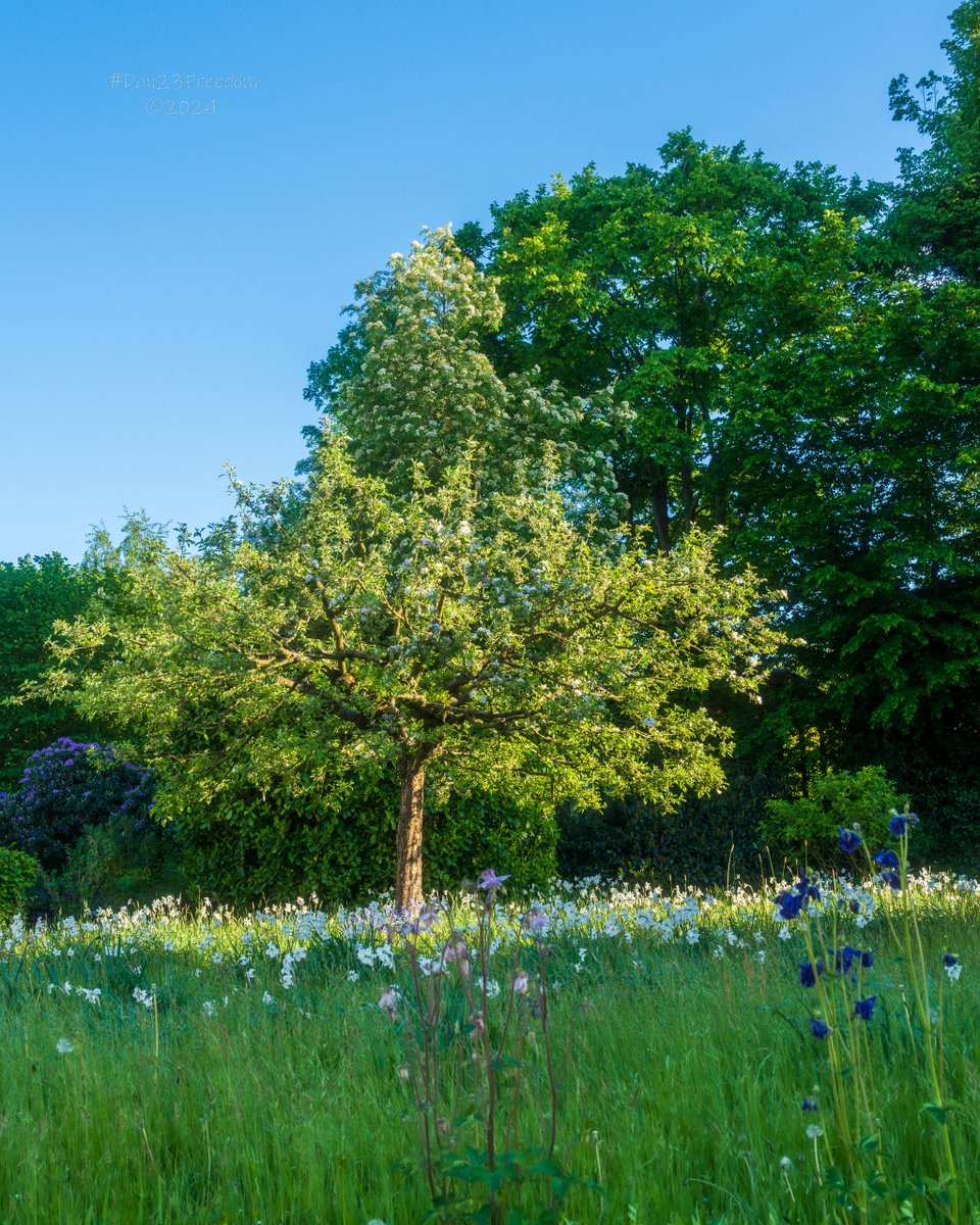 📷 1/125 sec at f/16, ISO 500, 40 mm prime #dan23freedom
#germany #nordrheinwestfalen #tree_magic #sunlight #nature #Greenery #Blue #TreeLovers #FloralBeauty #PeacefulScenes #WoodlandWonders