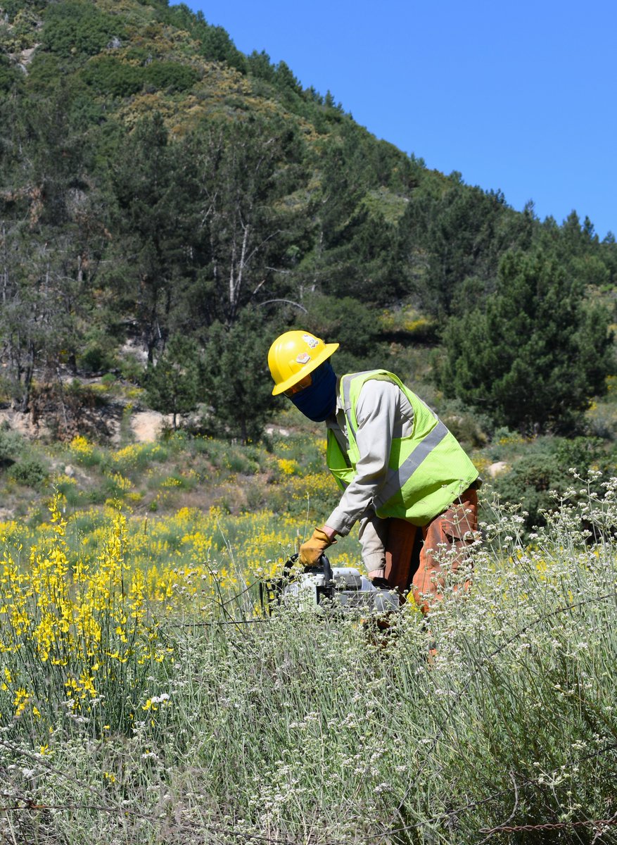 The Front Country Ranger District will implement an admin closure for part of FS Rd 1N09 starting May 13. The closure is for 14 days. The section begins at SR 330, south of Running Springs, & goes east for two miles. Personnel will remove Spanish broom plants, a non-native. #SBNF