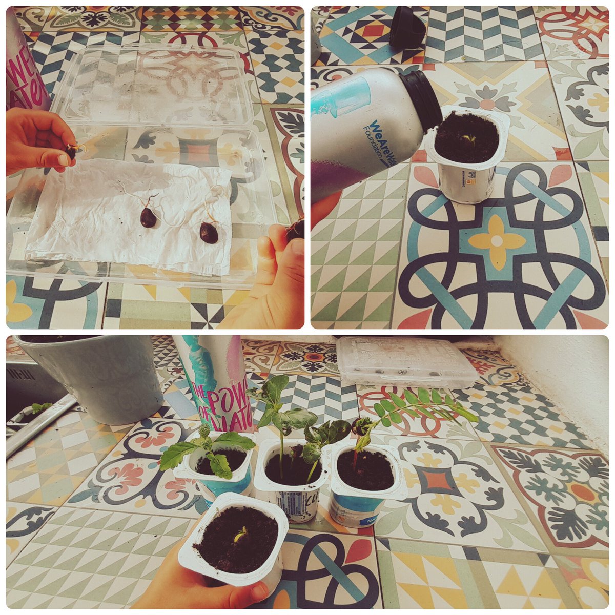 Teaching the little ones the importance of water to create life. "project to create a tree from scratch" <a href="/goded_oscar/">Oscar G</a> <a href="/Mendoza13Lucia/">Lucía Mendoza</a> <a href="/Miriamardzz/">Miriam ardaiz</a> <a href="/Emils_3/">Eda Milos SBGOC</a> <a href="/giselasbgoc/">@GiselaTF</a> <a href="/PriscilaGR6/">PriscilaGR</a> #waw #wearewaterfoundation #wawbottle2024 #santabarbaragolfandoceanclub