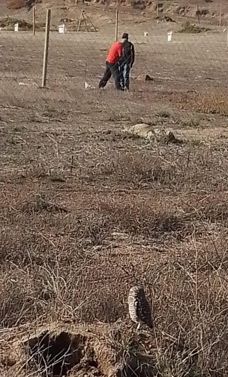 José Luis Brito M. tweet media