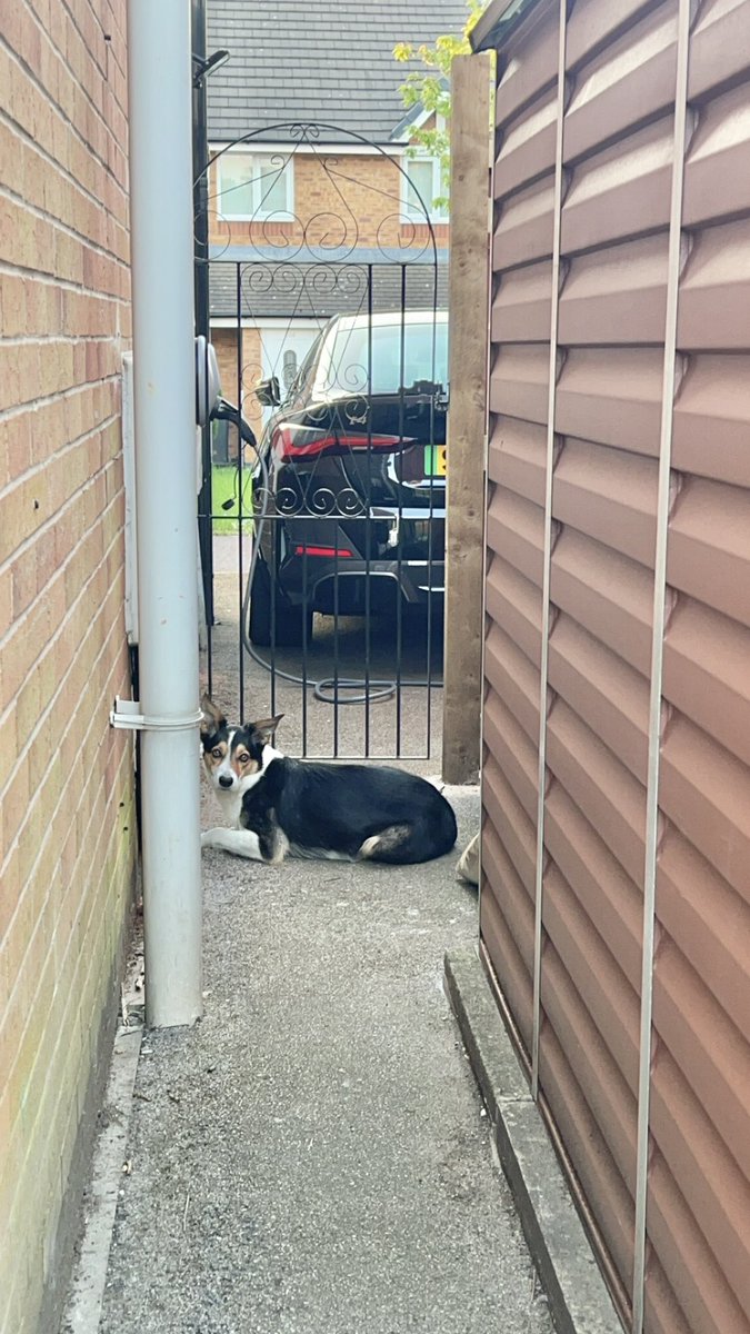 AdventuresJax's tweet photo. With such lovely weather I am alternating between zonked on the grass and neighbourhood watch duties for the road. #Summer #CollieLife https://t.co/ATRUYTbz3P