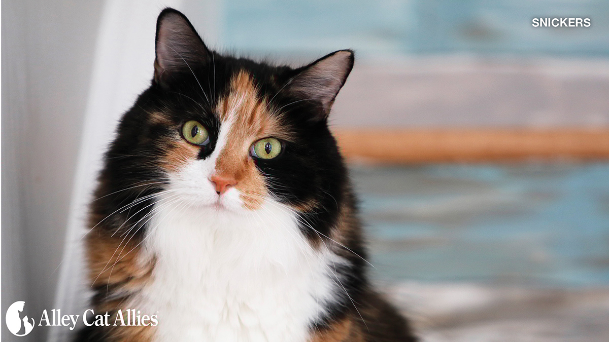 Alley Cat Allies tweet media