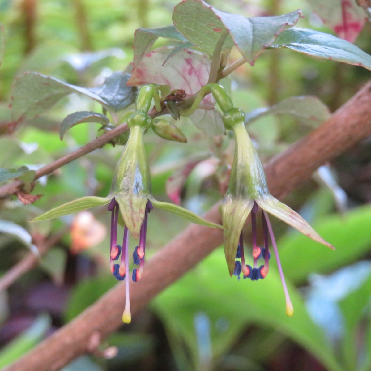 Khaph's tweet photo. Fuchsia excorticata with its weird green flowers for #FuchsiaFriday. It only had 2 flowers last year but has loads this year now it's bigger. #fuchsia #greenflowers #GardenersWorld #fuchsias https://t.co/6YFnXU1PdF