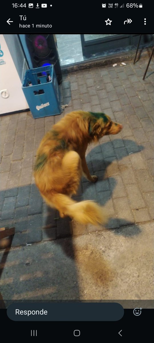 Se necesita ayuda $ para mandar a bañar a este perrito al que unos idiotas pintaron la cabeza y parte del cuerpo,en la entrada a Retiro. Lo están reteniendo muchachos en situación de calle.Ya lo alimentaron Se necesitará transito/adopción urgente. Contactos 1136438903 -1138480504