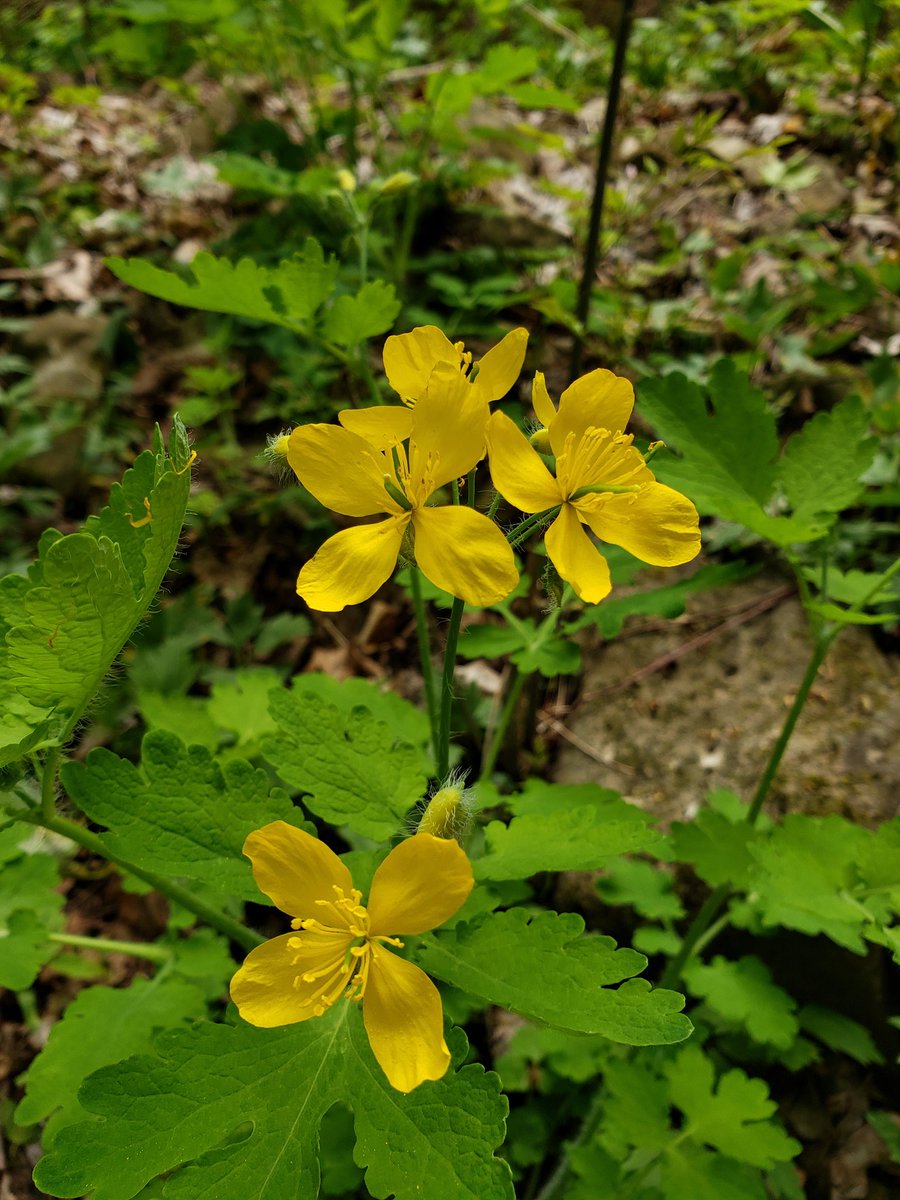 🌼💛🌼💛🌼💛🌼🤗 have a great weekend friends 💛🌼🤗💛🌼💛🌼💛🌼