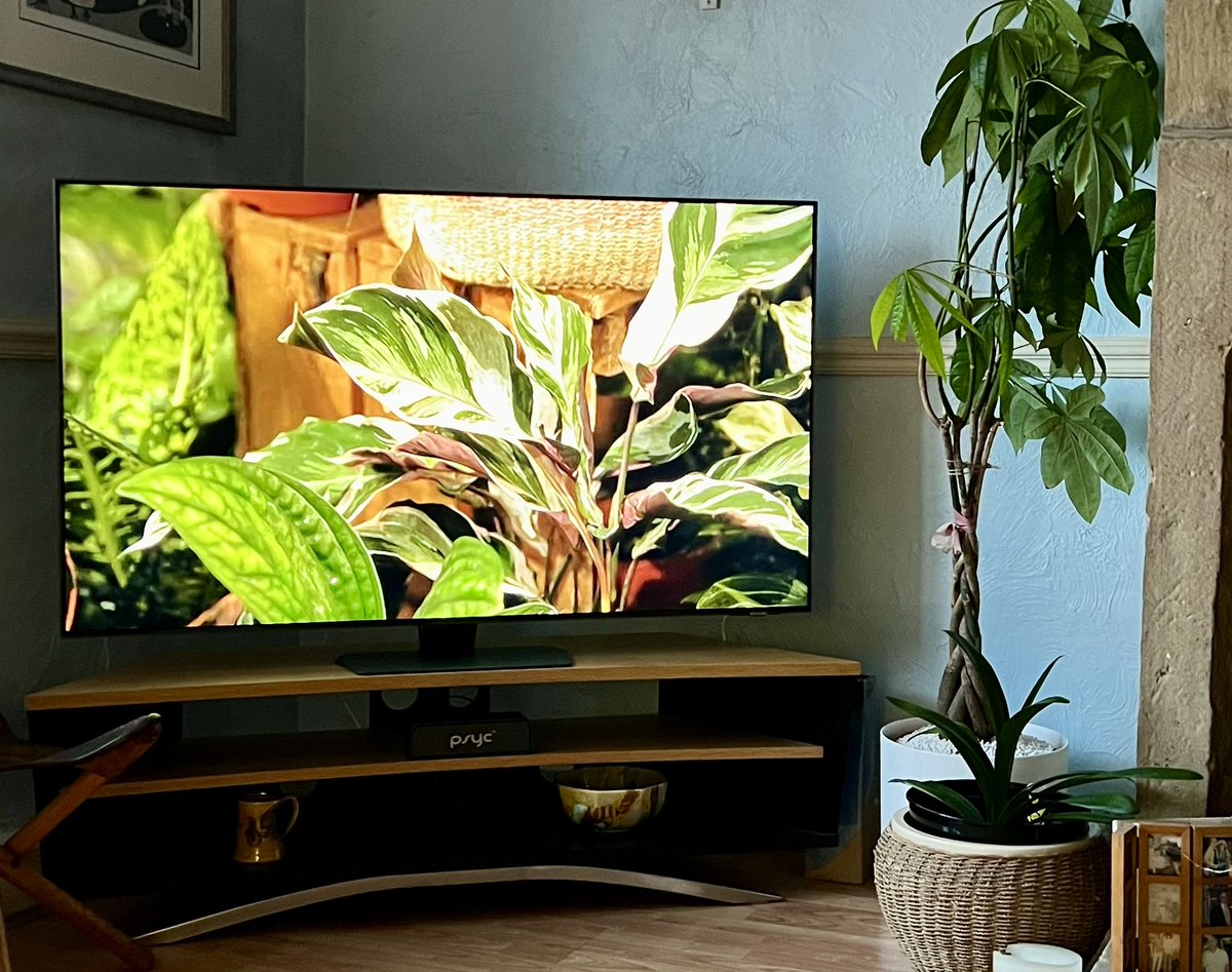 Good to see houseplants featured on #GardenersWorld. Though my unidentified houseplant (which I have just repotted after 10 years - it’s very forgiving) is feeling a little inferior compared to its TV celebrity cousins.