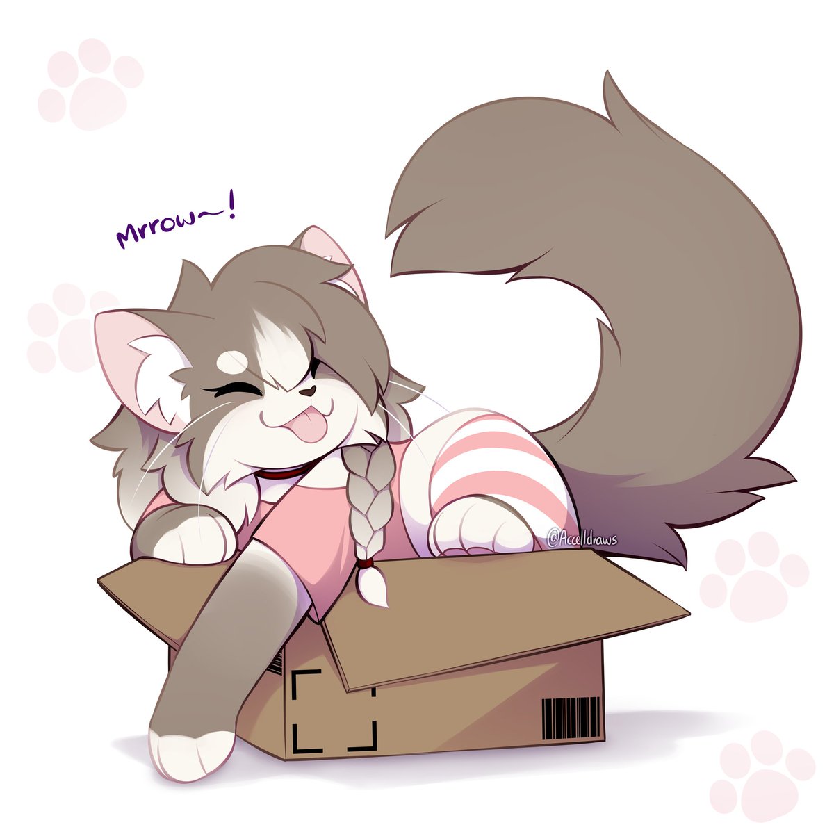 a box of ragdoll kitty....