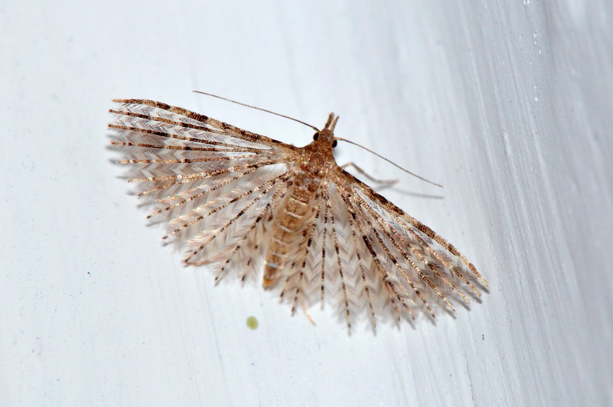 First time we've had the tiny Many Plumed Moth in our house - what a little beauty @UpperThamesBC @Moth_Lady @BBOWT