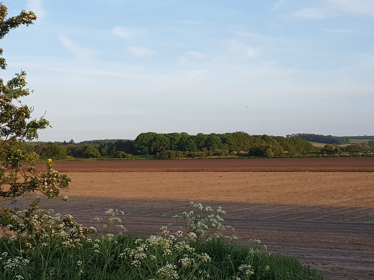 Hearing the Cuckoo at Marstonstw Lincs. was a treat this eve. Only heard one in previous 4 Springs (2022).