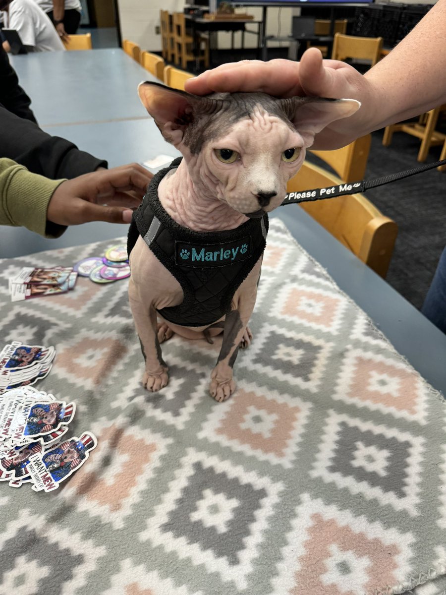 chapelhillms's tweet photo. May is Mental Health Awareness month and we had Marley the therapy cat visit the library today! The students had a wonderful time learning about sphynx cats and how therapy animals help kids and adults with mental health. #ilovedcsd @DeKalbSchools @DCSDEdMedia https://t.co/BfsYE6tFZZ