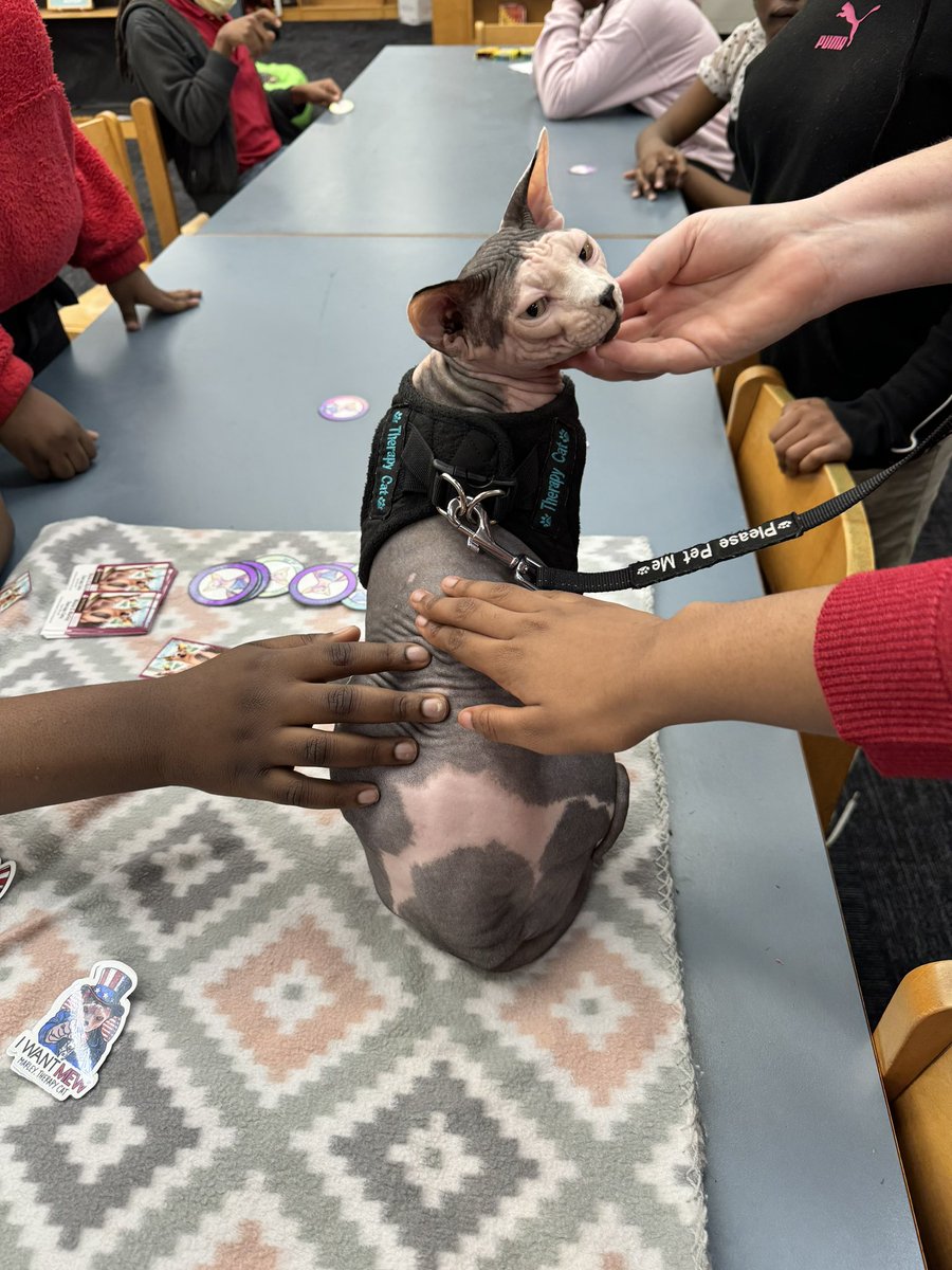 chapelhillms's tweet photo. May is Mental Health Awareness month and we had Marley the therapy cat visit the library today! The students had a wonderful time learning about sphynx cats and how therapy animals help kids and adults with mental health. #ilovedcsd @DeKalbSchools @DCSDEdMedia https://t.co/BfsYE6tFZZ