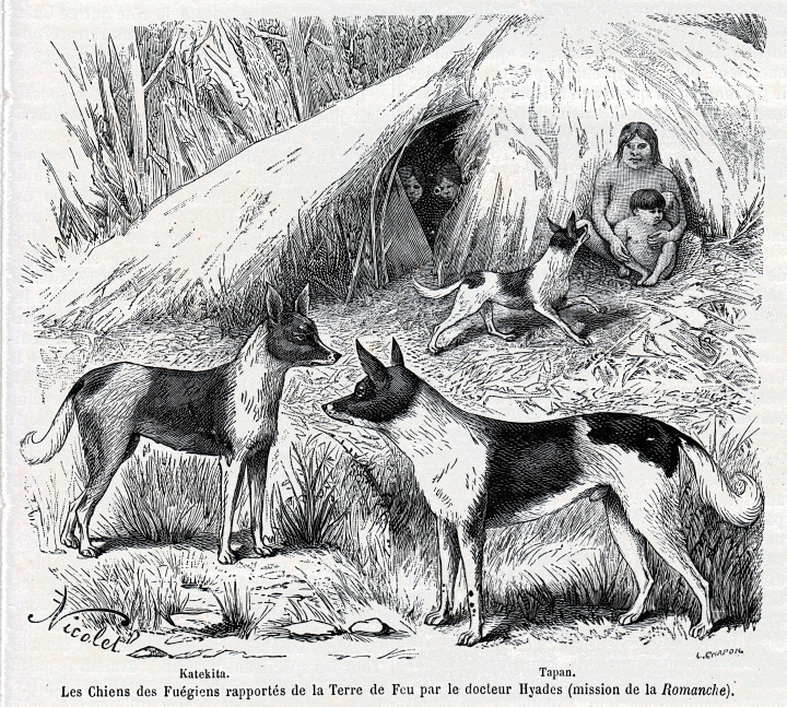thinking about how the fuegian natives had domesticated foxes into a breed of pseudo-dog used for hunting and to huddle for warmth during sleep but landowners would eventually kill them all because they'd spook sheep and goats