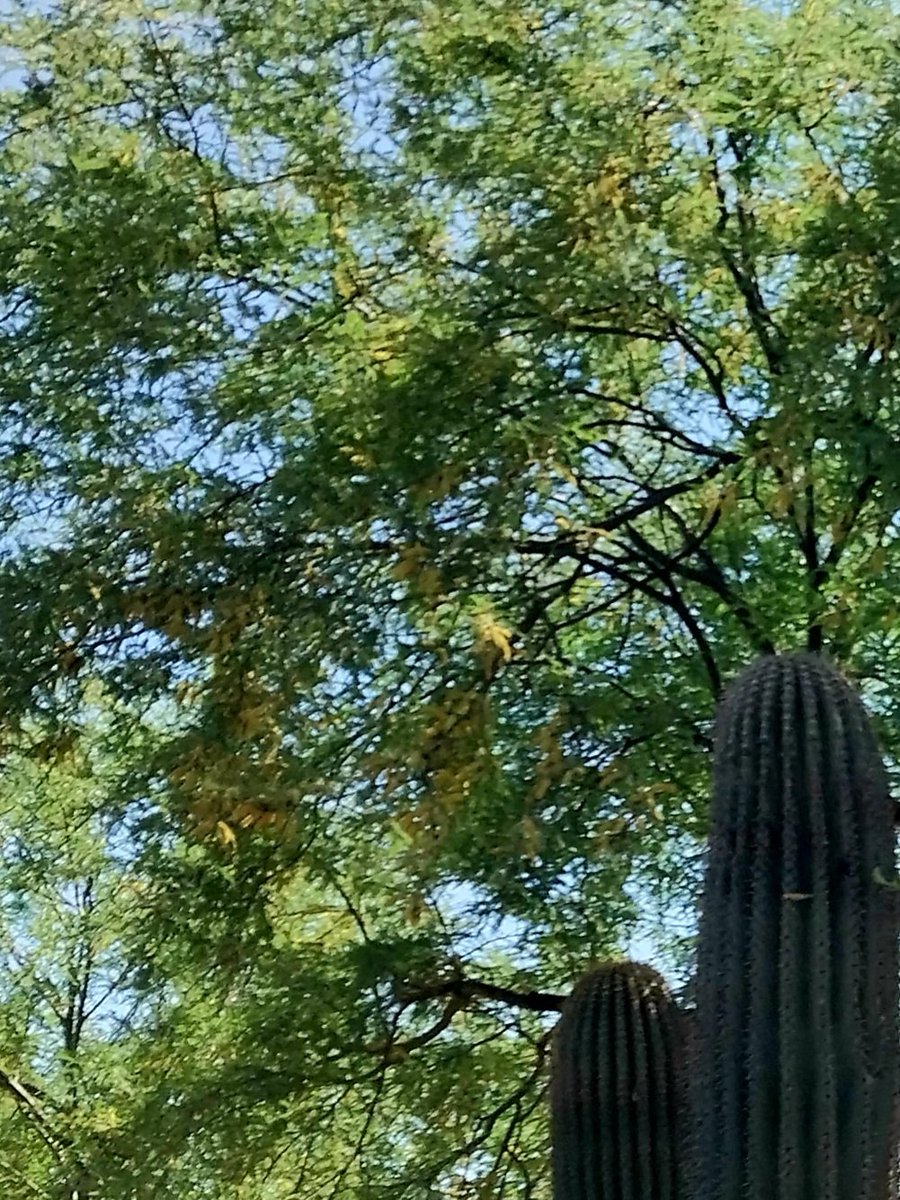 The trees provide shade for the cactus.