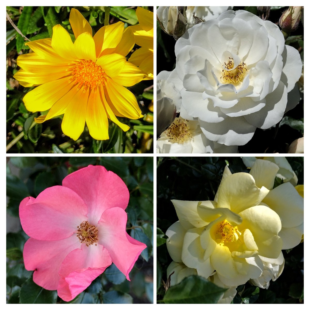 #FlowersOnFriday #FlowerReport: From Gilroy, California this week.