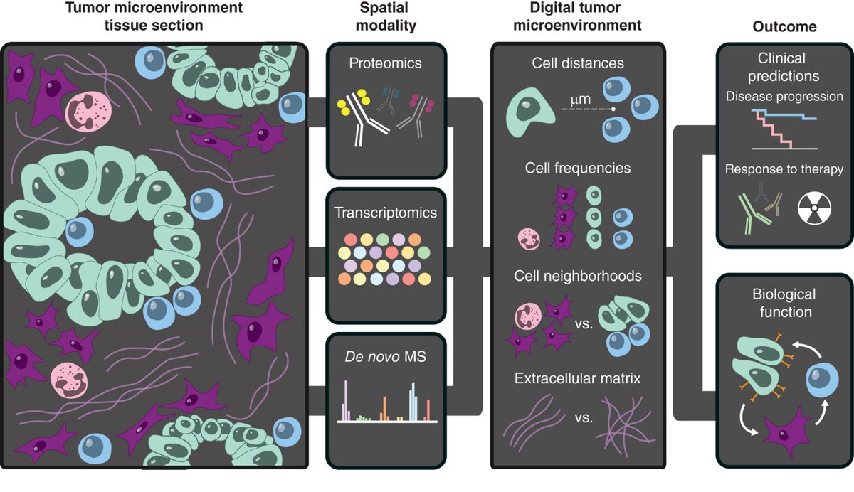 In Focus from the May issue— Insights and opportunity costs in applying spatial biology to study the tumor microenvironment, by Cameron R. Walker and @MikeAngeloLab. bit.ly/4dtYAb7 @StanfordPath