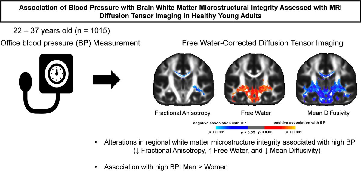 A study found that high BP is associated with altered brain white matter integrity in young adults, suggesting the importance of lowering high BP for brain health in early adulthood

ahajrnls.org/3QGnJoW