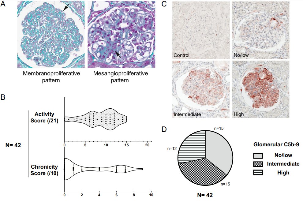 C3 glomerulopathy is a rare disease resulting from an overactivation of the complement alternative pathway. This study found intra-renal terminal pathway activation was associated with specific histological phenotype & disease prognosis in this population bit.ly/JASN0373