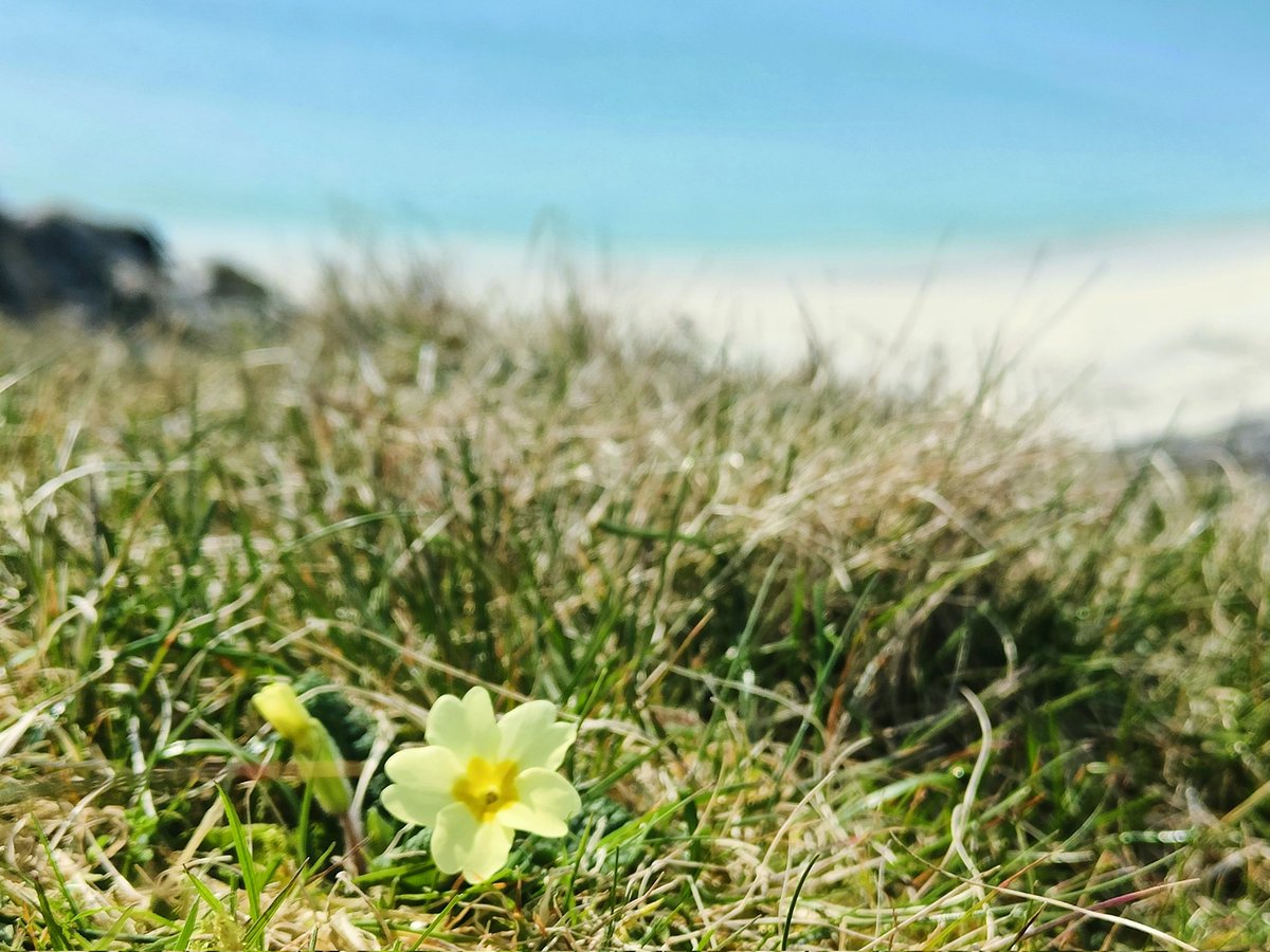 Primrose and the promise of summer #Shetland