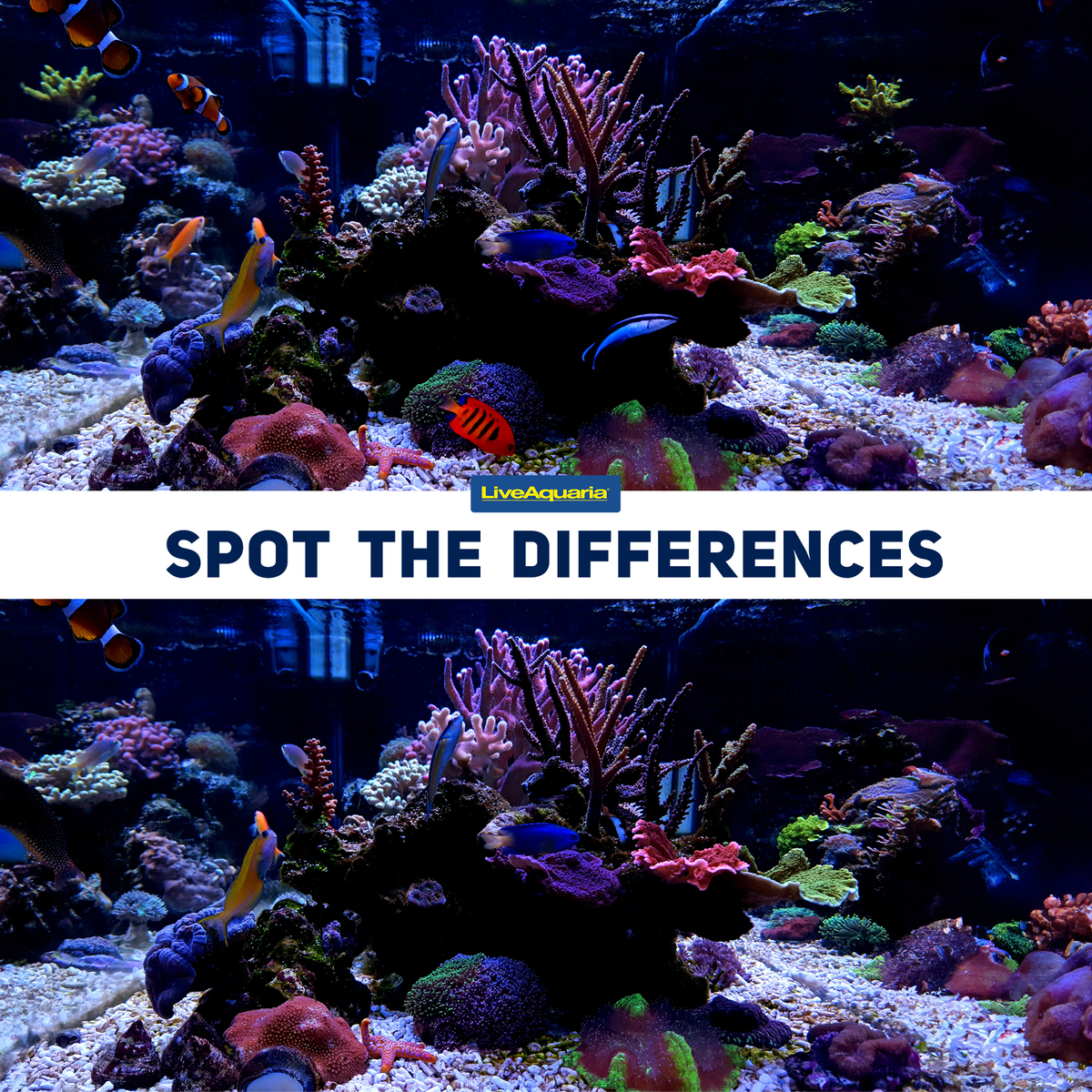 How good is your eye for detail? Think you can spot all the differences in the 2 images below?
Let us know in comments below ->

#SpotTheDifferences #AquariumLife #AquariumHobby #LiveAquaria