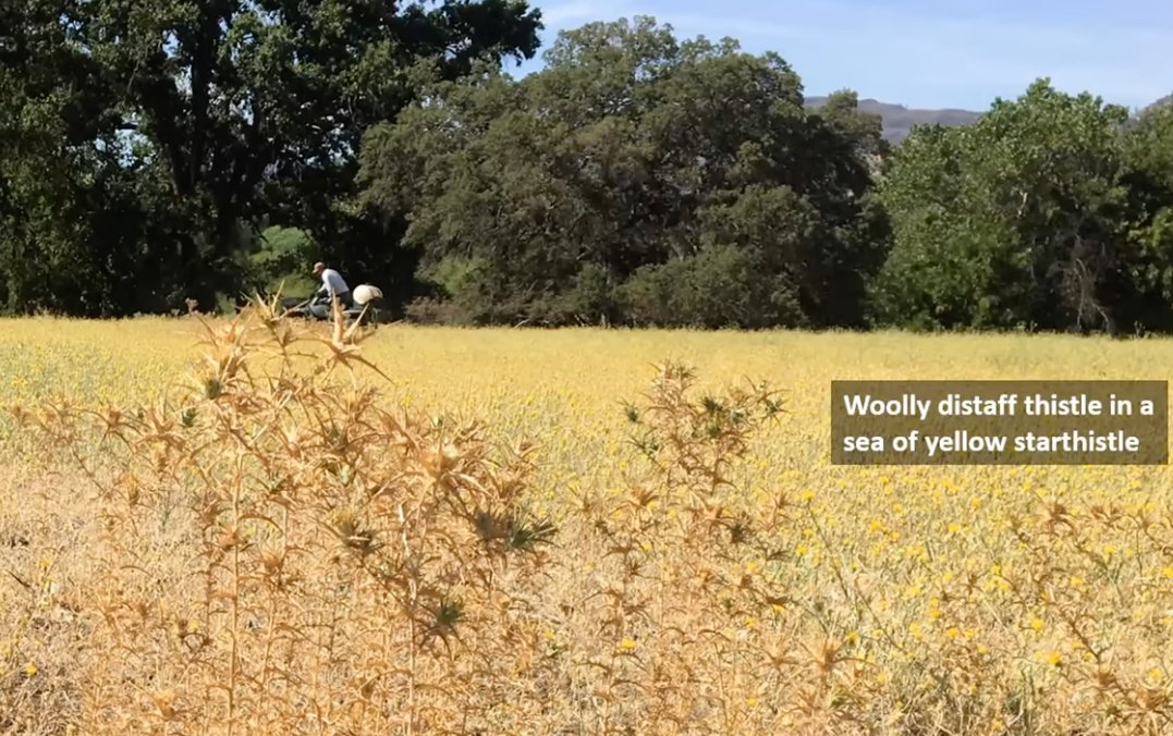 Mapping is used to develop priorities in the management of #invasiveplants and weeds.

youtube.com/watch?v=omLnOR…

#WSWS #invasivespecies #weedscience #rangelands