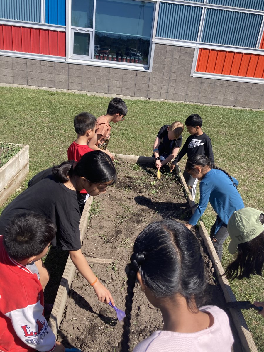 Teamwork makes the dream work! Grade 3 and Kinder buddies working together to prep the garden beds for planting. <a href="/rvsed/">Rocky View Schools</a>