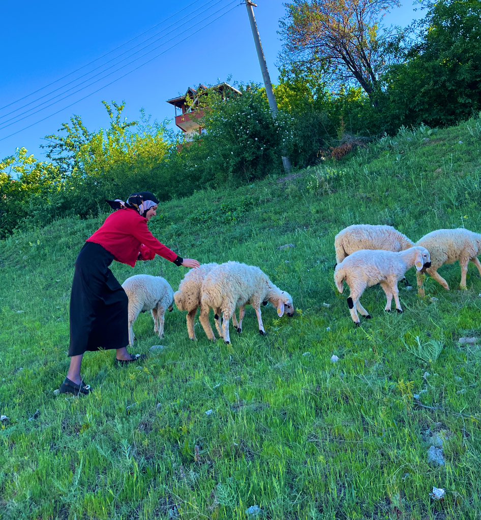 Heidi olmaya çalışırken kurbanlığı kaçmış dayılar gibi olmak..🙇‍♀️