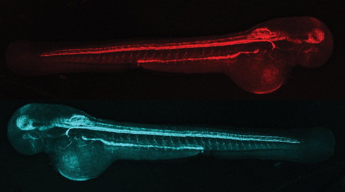 One fish, two fish #FluorescenceFriday