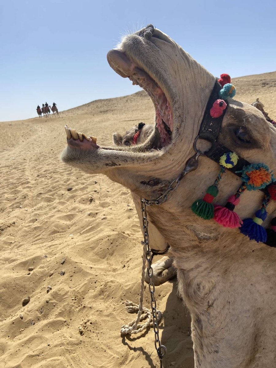 blend_sy's tweet photo. Mon voyage en Arabie Saoudite 🇸🇦 m’a coûté 1200€ pour 3 semaines.

Mais il a été rentabilisé pour toute une vie.

🧵Thread sur les choses qui m’ont le plus marquées. https://t.co/XYJ9psK0wS