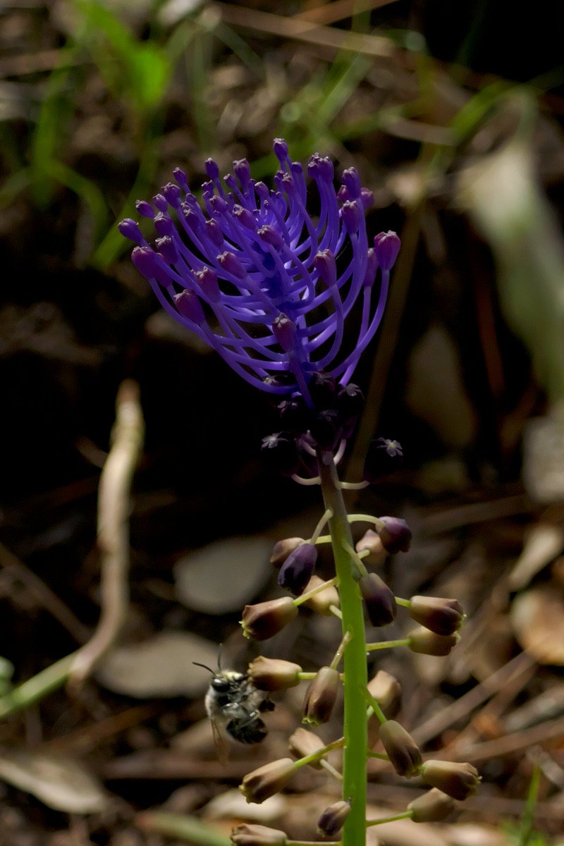 muscari comosum (tassel hyacinth)