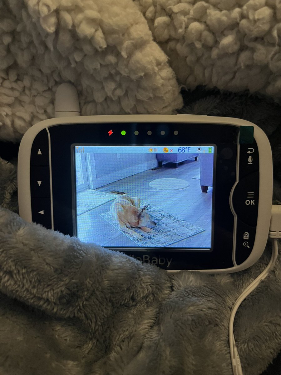 Mom got a baby monitor to keep an eye on me when I’m downstairs 🙄💕🐾💕🐾
