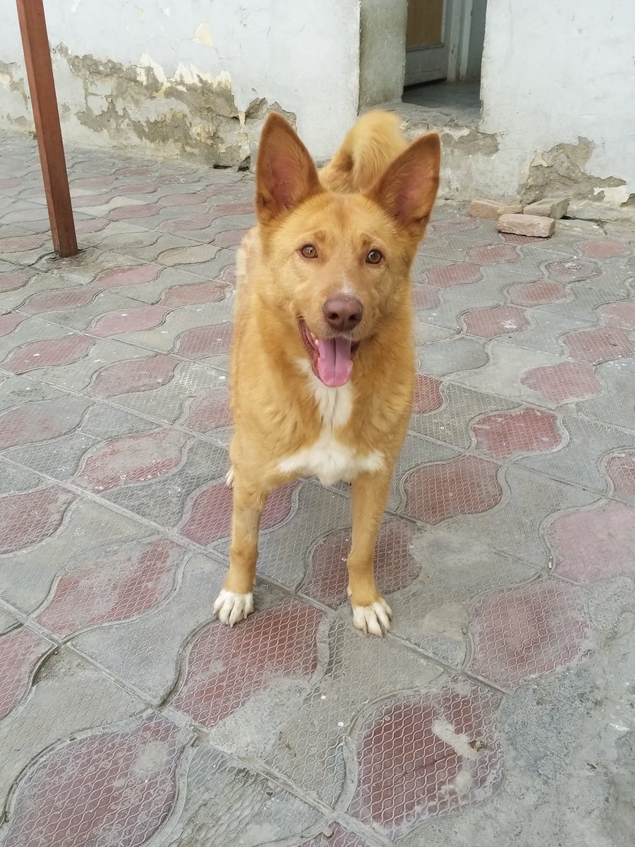 #FiveDollarFriday #FacesofKSAR Meet Maggie Mae who will join this June’s massive ✈️ of 3️⃣0️⃣0️⃣ 🐶and 🐱 to their fur-ever 🏠 in the 🇺🇸. These animals have names and personalities. For most, it is only KSAR and the streets of Kabul that are the only homes they have ever known. $5…