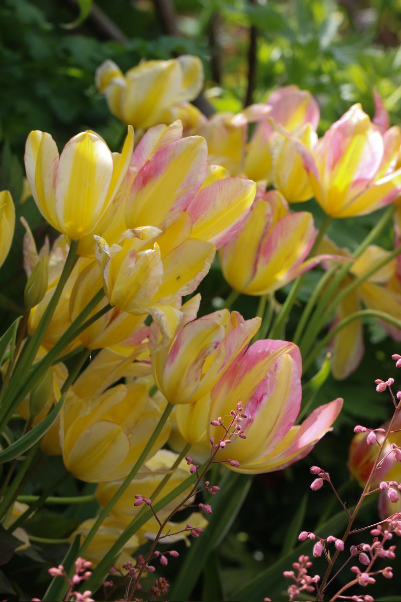 Loved the #GardenersWorld feature on #MortonHallGardens Tulipa 'Antoinette' was one of my favourites at the Tulip Festival last weekend #GardeningX