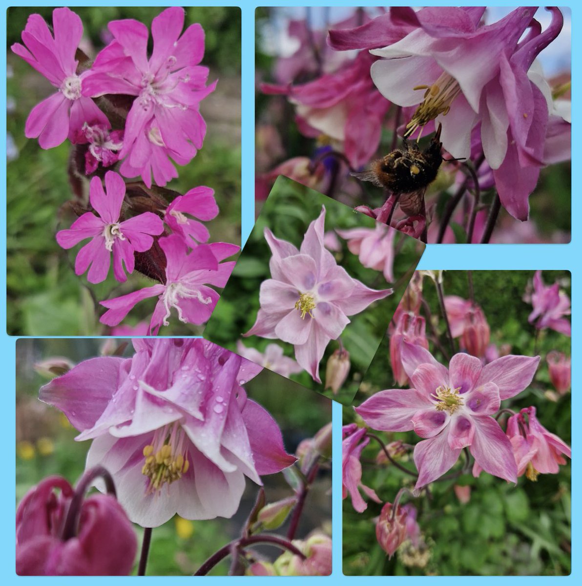 #GoodnightTweetHearts,  Sweet dreams for all when your bedtime arrives 🥰. It’s  #PinkFriday and they aren’t all #Aquilegia 🥰 #FiveOnFriday #FlowersOfTwitter