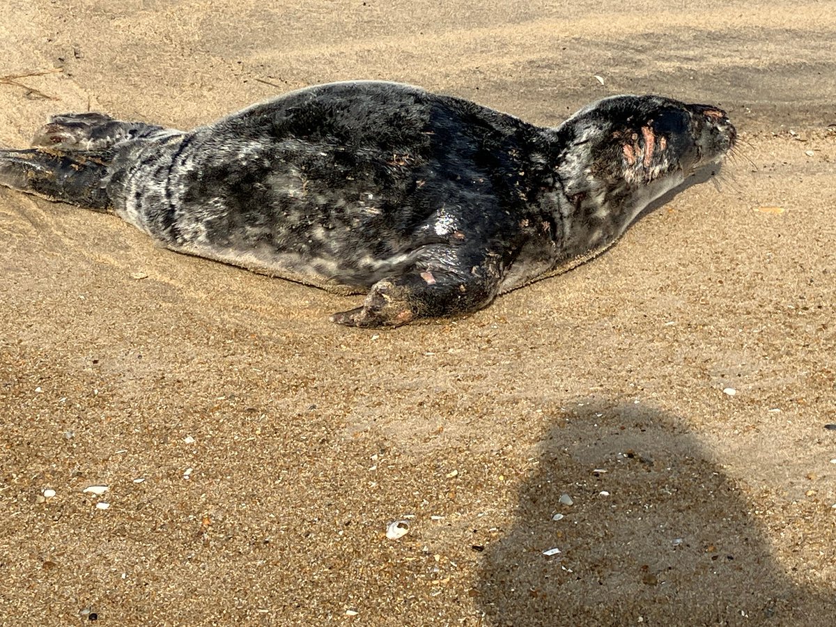 Our Office of Law Enforcement is offering a reward of up to $4,000 for information regarding a dead juvenile gray seal found in Delaware with animal bite injuries, as well as injuries consistent with being shot with a firearm: bit.ly/4bc6KTJ