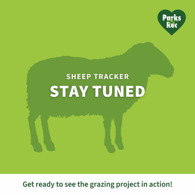 They're baaaaaaack.
buff.ly/3UVFEdO (via @KSBY )
buff.ly/4bwQpZL 
The sheep are back as @sbparksandrec and Fire Department annually deploys herds of sheep to graze approximately 15 acres of open space across four city park properties. 
#SantaBarbara