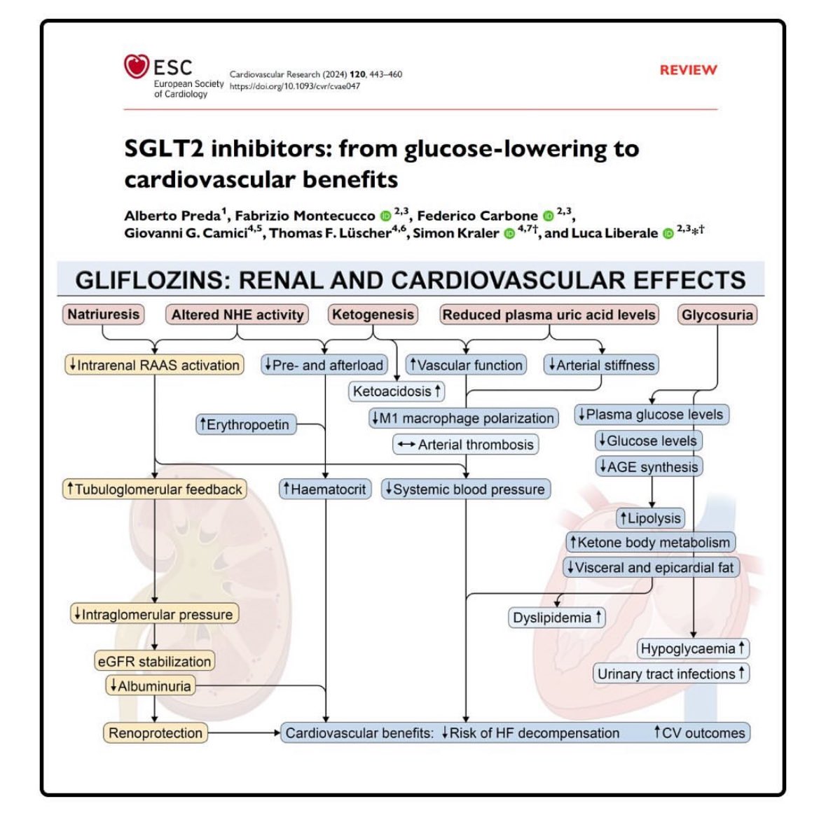 Cardioprotective effects of SGLT inhibition 🫀 Mechanisms of action 📚