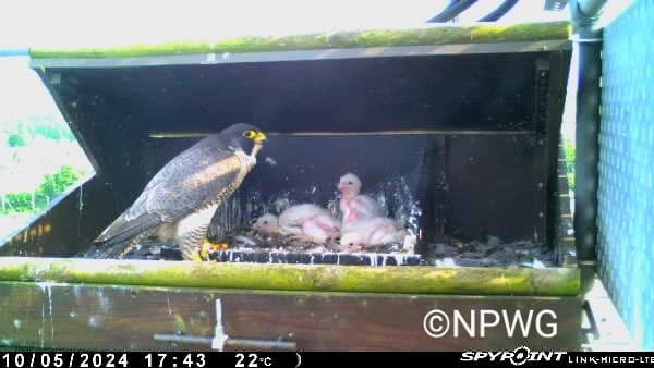 10th May STOP PRESS...... Well done Mrs N.....you look wonderful with your 3 Peregrine chicks More to follow ! 👏👏👏 @BerksBirdClub @RSPB_Wokingham