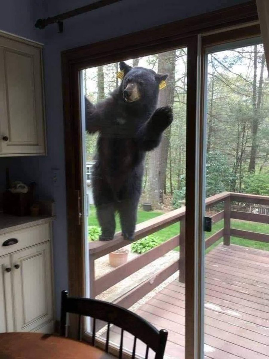 Hello miss, you’ve won the Bear vs. Man sweepstakes