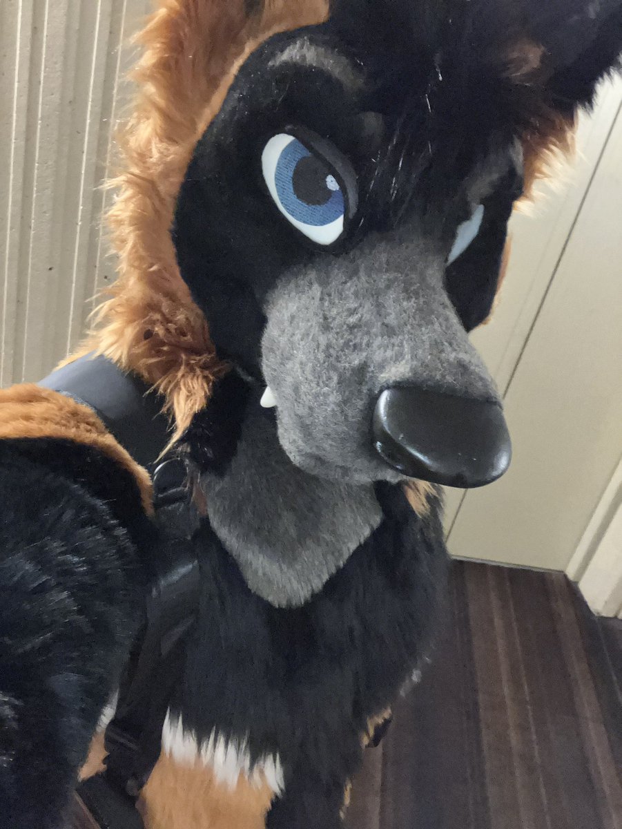 DeckerCrossFox's tweet image. Fullsuiting for the first time in my new body 🦊